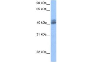 Western Blotting (WB) image for anti-Hypothetical LOC653135 (LOC653135) antibody (ABIN2463402) (LOC653135 anticorps)
