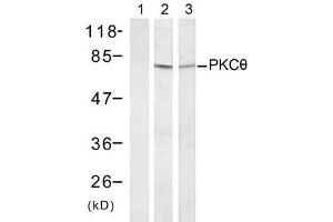 Western blot analysis of extract from HT-29 (Lane 1 and 2) and K562 cells (Lane 3) treated with Anisomycin (1mM, 30min), using PKCθ (Ab-695) antibody (E021185). (PKC theta anticorps)