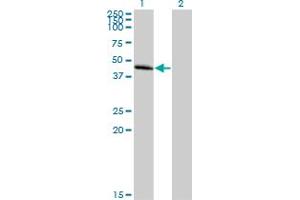 Western Blot analysis of CCBP2 expression in transfected 293T cell line by CCBP2 MaxPab polyclonal antibody.