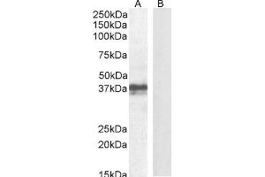 ABIN625827 (1 μg/mL) staining of Mouse Skin lysate (A) + peptide (B) (35 μg protein in RIPA buffer). (FOXI3 anticorps  (Internal Region))