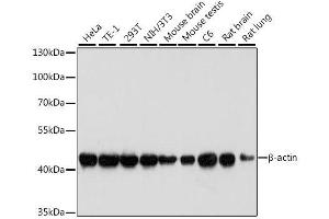 Western blot analysis of extracts of various cell lines, using β-actin antibody. (beta Actin anticorps)