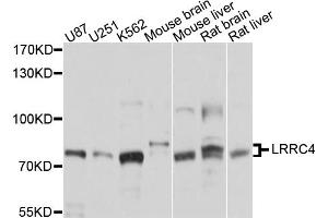 Western blot analysis of extracts of various cell lines, using LRRC4 antibody. (LRRC4 anticorps)