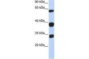 Western Blotting (WB) image for anti-Small Nuclear Ribonucleoprotein Polypeptides B and B1 (SNRPB) antibody (ABIN2458499) (SNRPB anticorps)