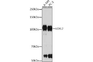 Western blot analysis of extracts of various cell lines, using LOXL2 Rabbit mAb (ABIN7268348) at 1:1000 dilution. (LOXL2 anticorps)
