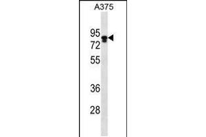 Western blot analysis in A375 cell line lysates (35ug/lane). (Melanophilin anticorps  (C-Term))