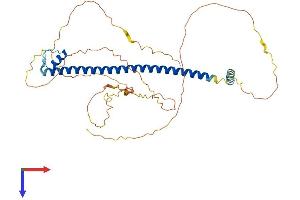 AlphaFold protein structure predicition of Human Recombinant CREB3L4 Protein, UniprotID Q8TEY5