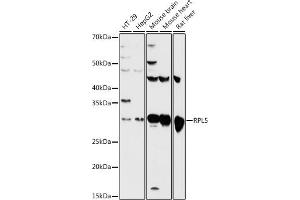 Western blot analysis of extracts of various cell lines, using RPL5 antibody (ABIN3015785, ABIN3015786, ABIN3015787 and ABIN6219135) at 1:500 dilution. (RPL5 anticorps  (AA 1-95))