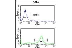 TSN2 Antibody (Center) (ABIN653269 and ABIN2842786) flow cytometry analysis of K562 cells (bottom histogram) comred to a negative control cell (top histogram). (Tetraspanin 2 anticorps  (AA 109-137))
