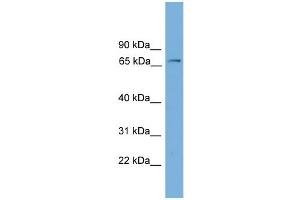WB Suggested Anti-Fbxw7 Antibody Titration:  0. (FBXW7 anticorps  (Middle Region))