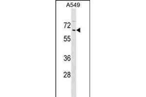 ZN Antibody (N-term) (ABIN1539043 and ABIN2849455) western blot analysis in A549 cell line lysates (35 μg/lane). (ZNF675 anticorps  (N-Term))