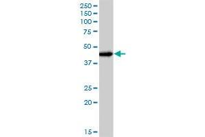 JUNB MaxPab polyclonal antibody. (JunB anticorps  (AA 1-347))