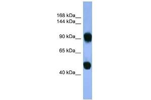 Human Muscle; WB Suggested Anti-AP1B1 Antibody Titration: 0. (AP1B1 anticorps  (C-Term))
