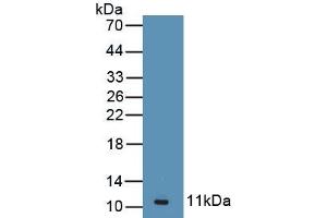 Detection of Recombinant AGTR2, Human using Polyclonal Antibody to Angiotensin II Receptor 2 (AGTR2)