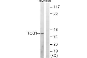 Western blot analysis of extracts from HT-29 cells, treated with serum (20%, 15mins), using TOB1 (Phospho-Ser164) antibody. (Protein Tob1 (TOB1) (pSer164) anticorps)