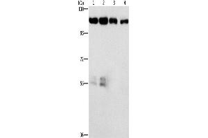 Western Blotting (WB) image for anti-Cyclin-Dependent Kinase 11B (CDK11B) antibody (ABIN2434436) (CDK11 anticorps)