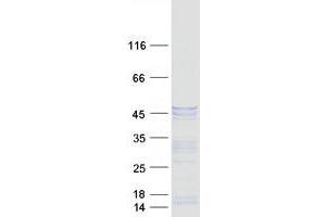 Validation with Western Blot (Doublecortin Protein (DCX) (Transcript Variant 4) (Myc-DYKDDDDK Tag))
