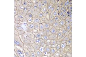 Immunohistochemistry of paraffin-embedded human esophagus using ANXA1 antibody. (Annexin a1 anticorps  (AA 1-346))