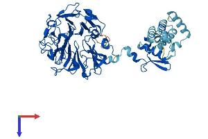 AlphaFold protein structure predicition of Mouse Recombinant Rcbtb2 Protein, UniprotID Q99LJ7