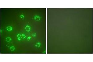 Immunofluorescence analysis of COS7 cells, using GRP75 Antibody.