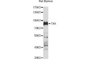 Western blot analysis of extracts of rat thymus, using TXK antibody (ABIN6293078) at 1:1000 dilution.