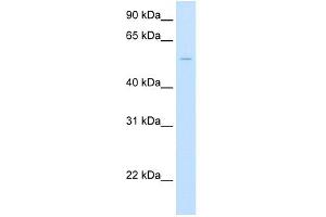 WB Suggested Anti-UGT1A1 Antibody Titration:  2.