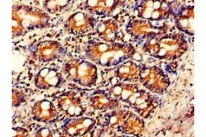 Immunohistochemistry of paraffin-embedded human small intestine tissue using ABIN7156868 at dilution of 1:100 (IL23A anticorps  (AA 20-155))
