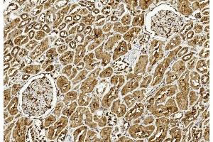 Immunohistochemical analysis of paraffin-embedded Human kidney section using Pink1 am8437c. (ULK3 anticorps  (C-Term))