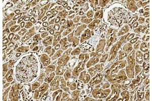 Immunohistochemical analysis of paraffin-embedded Human kidney section using Pink1 am8437c. (ULK3 anticorps  (C-Term))