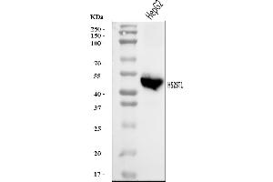 Western blot analysis of HS2ST1 using anti-HS2ST1 antibody (ABIN7602362).