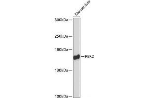 Western blot analysis of extracts of Mouse liver using PER2 Polyclonal Antibody at dilution of 1:3000. (PER2 anticorps)