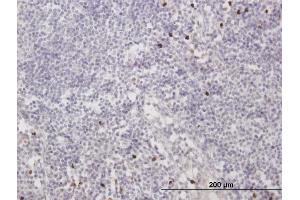 Immunoperoxidase of purified MaxPab antibody to MNDA on formalin-fixed paraffin-embedded human lymph node. (MNDA anticorps  (AA 1-407))