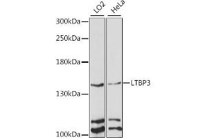 Western blot analysis of extracts of various cell lines, using LTBP3 antibody (ABIN7268190) at 1:1000 dilution. (LTBP3 anticorps  (AA 1004-1303))