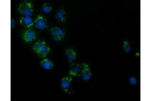 Immunofluorescence (IF) image for anti-Hydroxyacid Oxidase (Glycolate Oxidase) 1 (HAO1) antibody (ABIN1498576) (HAO1 anticorps)