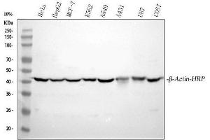Western blot analysis of beta-Actin using anti-beta-Actin antibody (ABIN7603251). (beta Actin anticorps  (N-Term) (HRP))