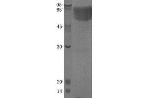 Validation with Western Blot