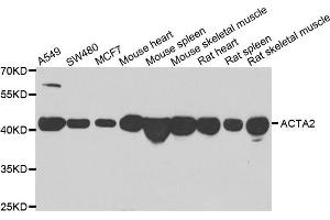 Western blot analysis of extracts of various cell lines, using ACTA2 antibody. (Smooth Muscle Actin anticorps)