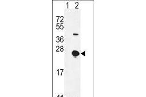 Western blot analysis of EPGN (arrow) using rabbit polyclonal EPGN Antibody (N-term) (ABIN655189 and ABIN2844805). (Epigen anticorps  (N-Term))