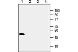 Western blot analysis of 100 ng human recombinant CDNF (lanes 1 and 3) and 100 ng human recombinant MANF (lanes 2 and 4):  - 1,2.