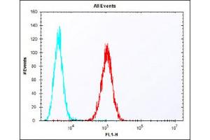 Overlay histogram showing F9 cells stained with (ABIN6243185 and ABIN6577831) (red line).