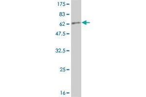 Western Blot detection against Immunogen (67.