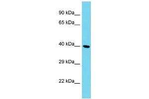 Host: Rabbit Target Name: C12orf70 Sample Type: HepG2 Whole Cell lysates Antibody Dilution: 1. (SMCO2 anticorps  (N-Term))