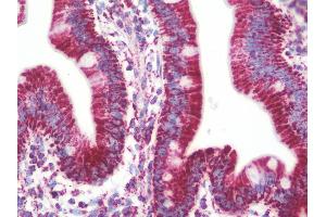 Anti-PVR / CD155 antibody IHC staining of human small intestine. (Poliovirus Receptor anticorps  (AA 314-342))