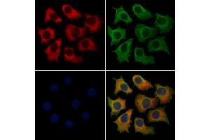 ABIN7094186 and ABIN7098231 staining HepG2 cells by IF/ICC.