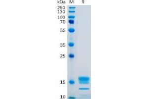 Human GITR Ligand Protein, His Tag on SDS-PAGE under reducing condition. (TNFSF18 Protein (His tag))
