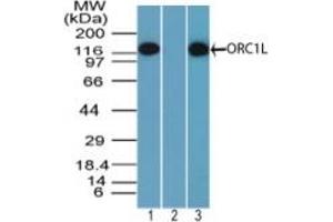 Image no. 1 for anti-Origin Recognition Complex, Subunit 1 (ORC1L) (AA 170-220) antibody (ABIN960299) (ORC1 anticorps  (AA 170-220))
