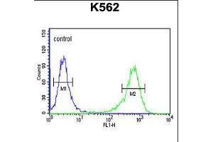 Flow cytometric analysis of K562 cells (right histogram) compared to a negative control cell (left histogram). (ATP2A1/SERCA1 anticorps  (C-Term))