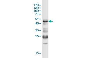 Western Blot detection against Immunogen (50. (IQCF1 anticorps  (AA 1-205))