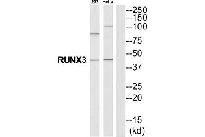 Western Blotting (WB) image for anti-Runt-Related Transcription Factor 3 (RUNX3) (Internal Region) antibody (ABIN1852799) (RUNX3 anticorps  (Internal Region))