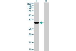 Western Blot analysis of ECH1 expression in transfected 293T cell line by ECH1 MaxPab polyclonal antibody. (ECH1 anticorps  (AA 1-328))
