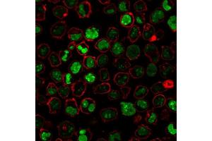Immunofluorescence Analysis of PFA-fixed K562 cells stained with Nucleolin MAb (364-5 + NCL/902) followed by Goat anti-Mouse IgG-CF488 (Green). (Nucleolin anticorps)